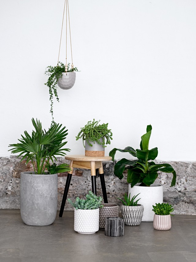 Plantes vertes dans la maison