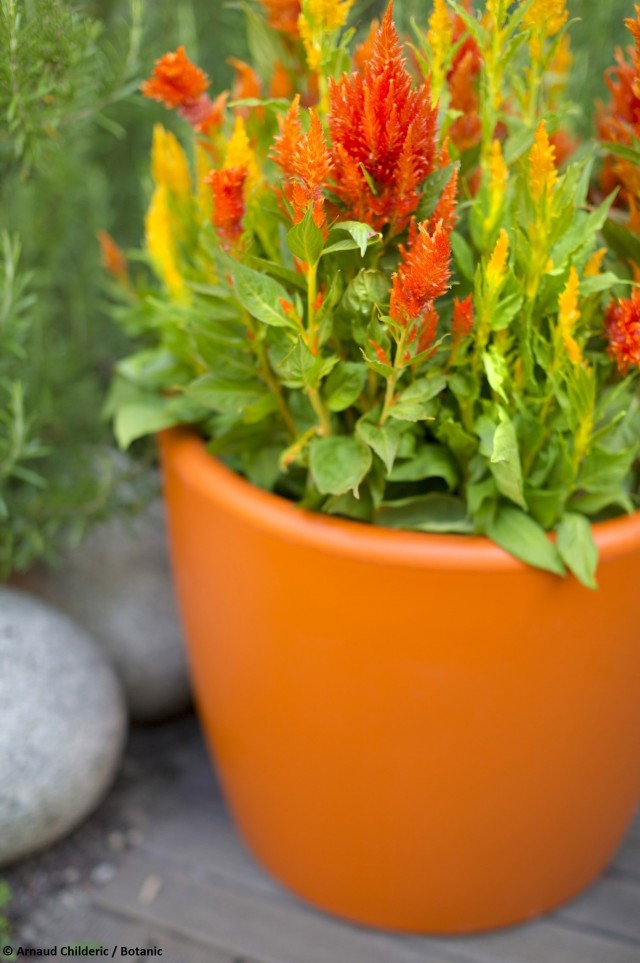 déco jardin