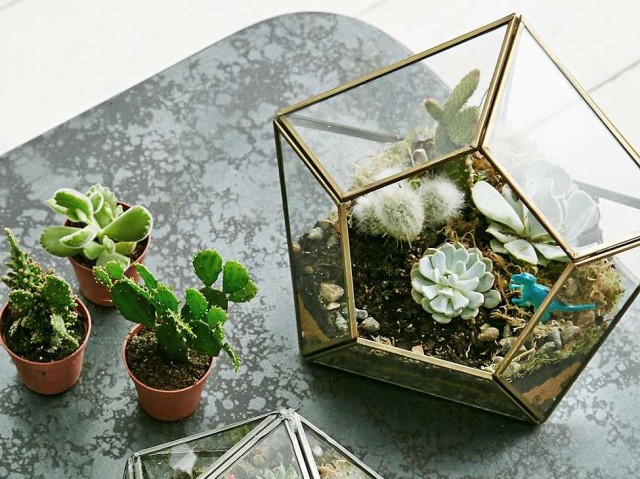 terrarium