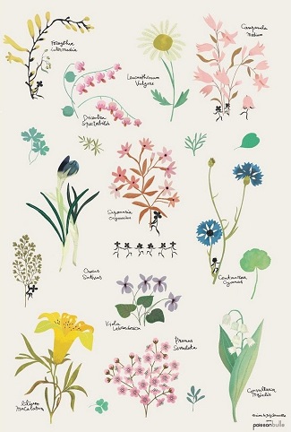 Affiche botanique
