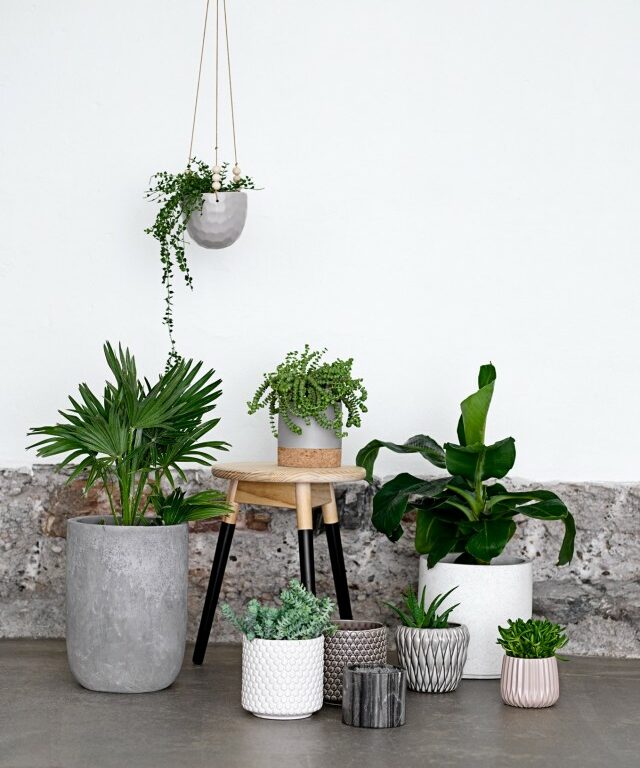 Plantes vertes dans la maison