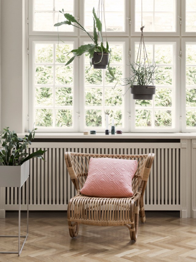 Plantes vertes dans la maison