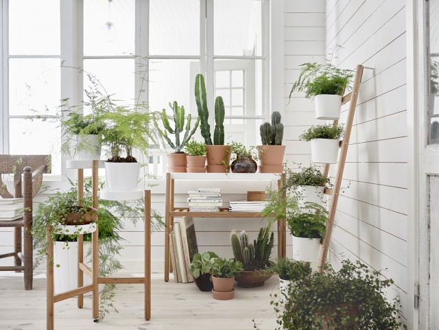 Plantes vertes dans la maison