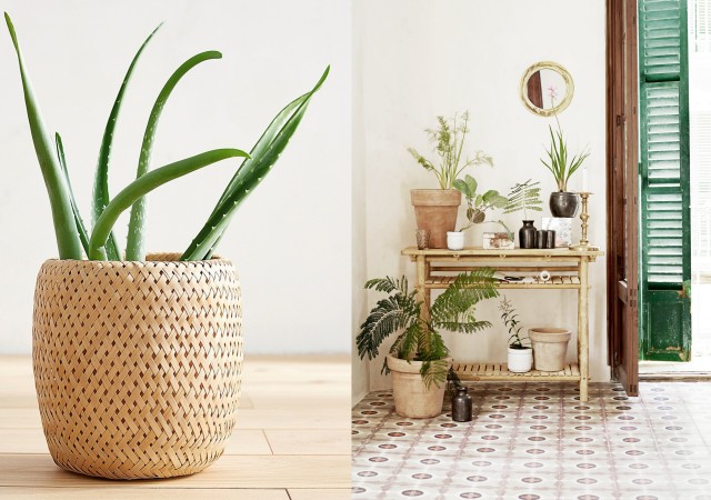 Plantes vertes dans la maison