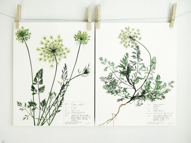 Tendance déco : herbier