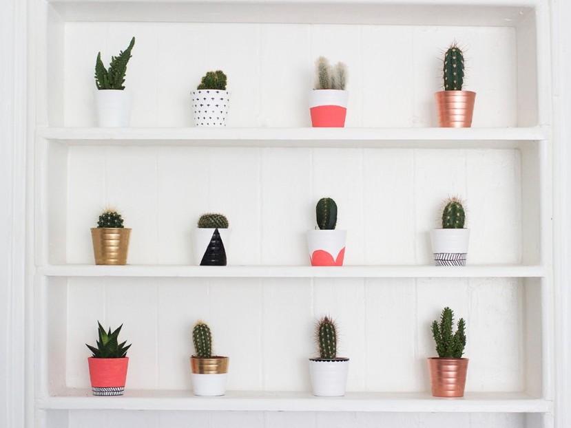 Mini pots cactus et succulentes