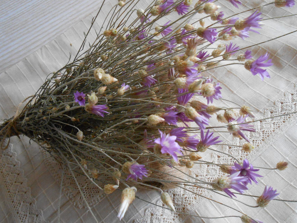 fleurs séchées