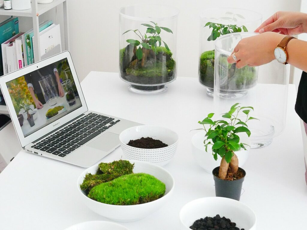 terrarium à composer