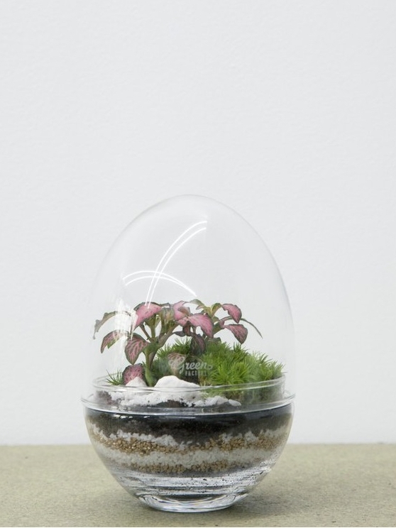 terrarium oeuf en verre