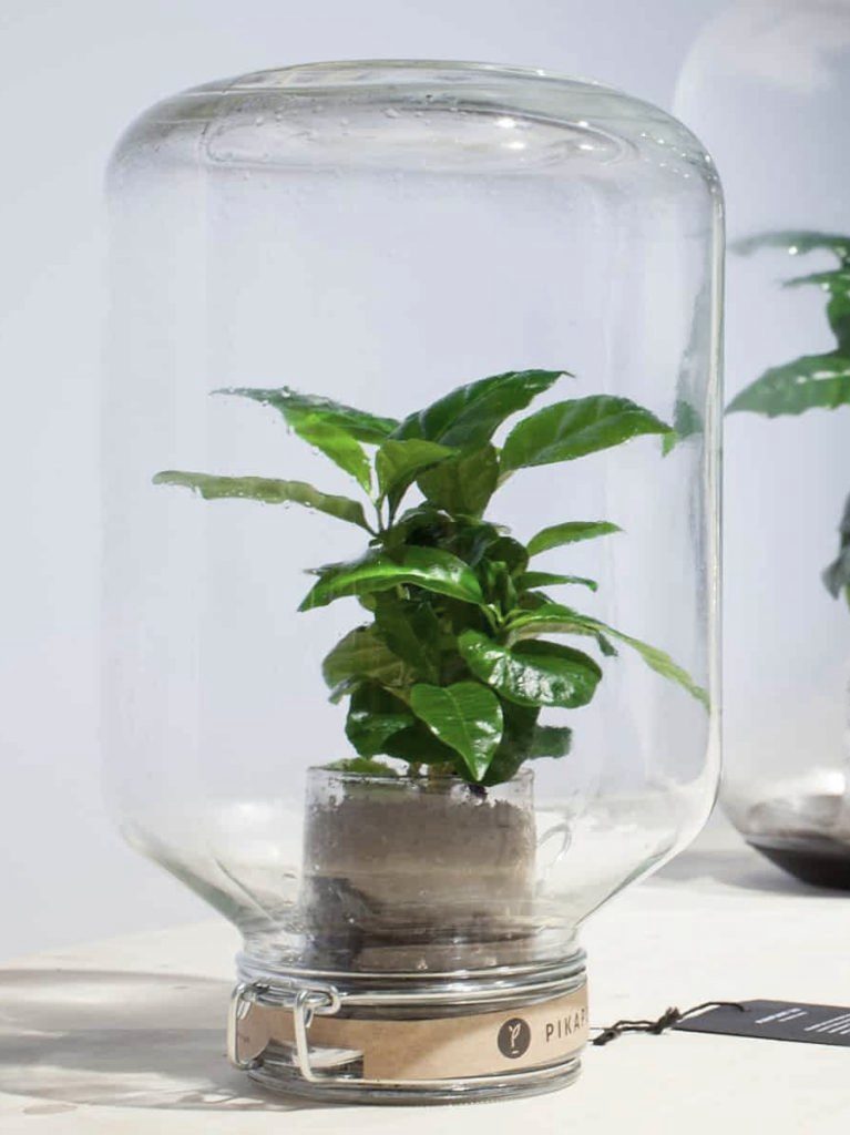 Décoration plantes vertes : des cadeaux pour green addict - Joli Place