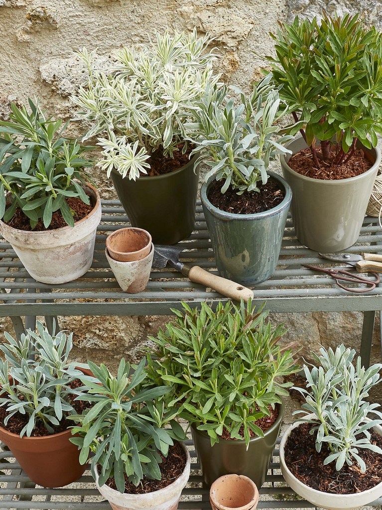 pots pour plantes