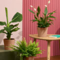 Offrez une détox à votre intérieur - Joli Place