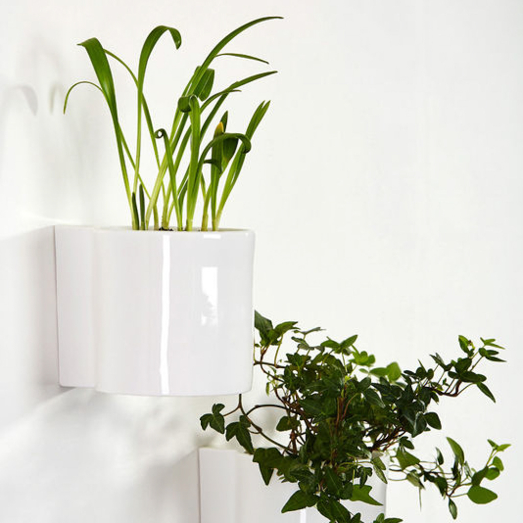 Comment accrocher des plantes suspendues sans percer le plafond et le mur  de 5 manières différentes