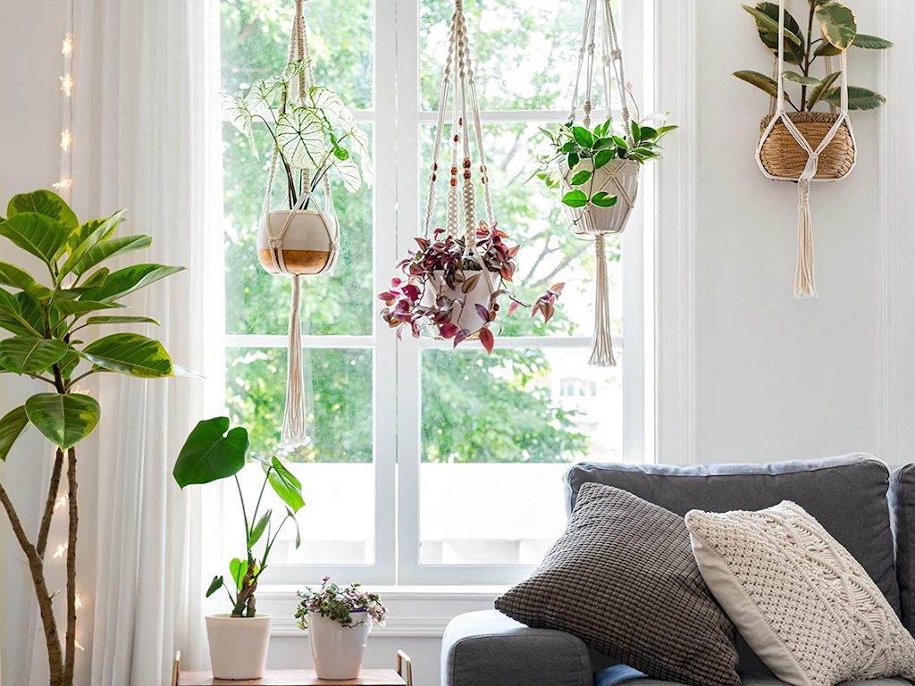 🪴 Comment arroser les plantes en suspension ? 🌿 Astuces plantes  d'intérieur 