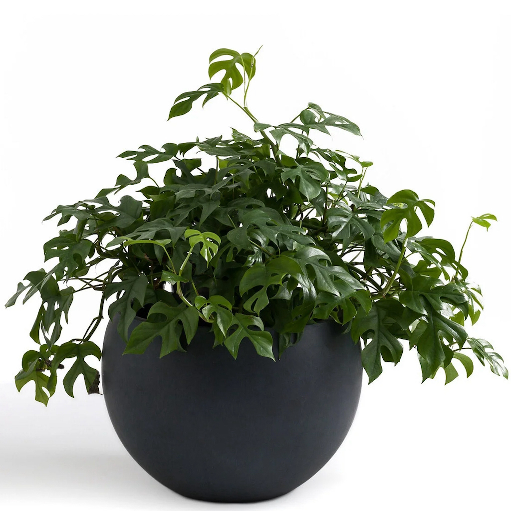 Des jardinières et cache-pots design pour l'extérieur