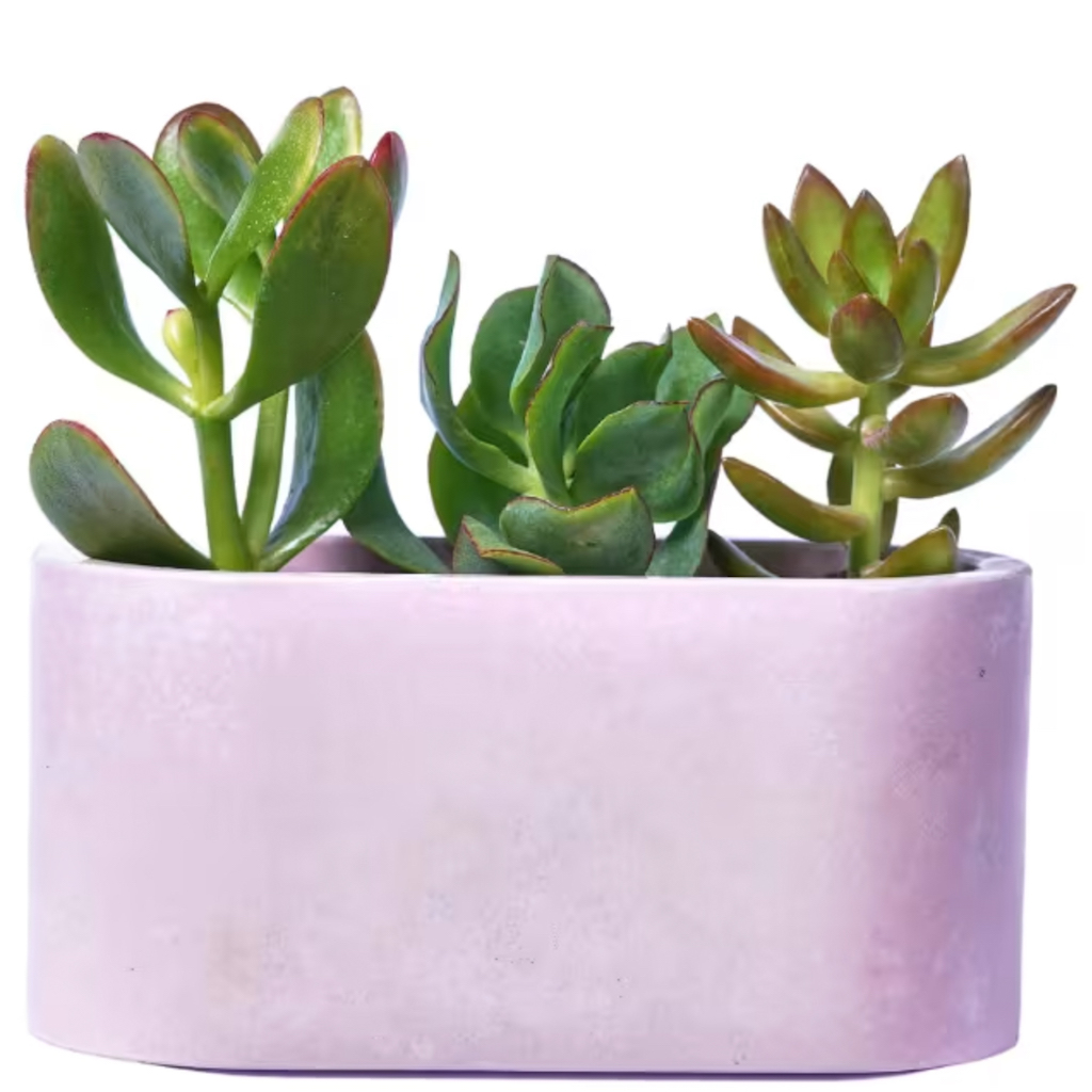 cache pot lilas