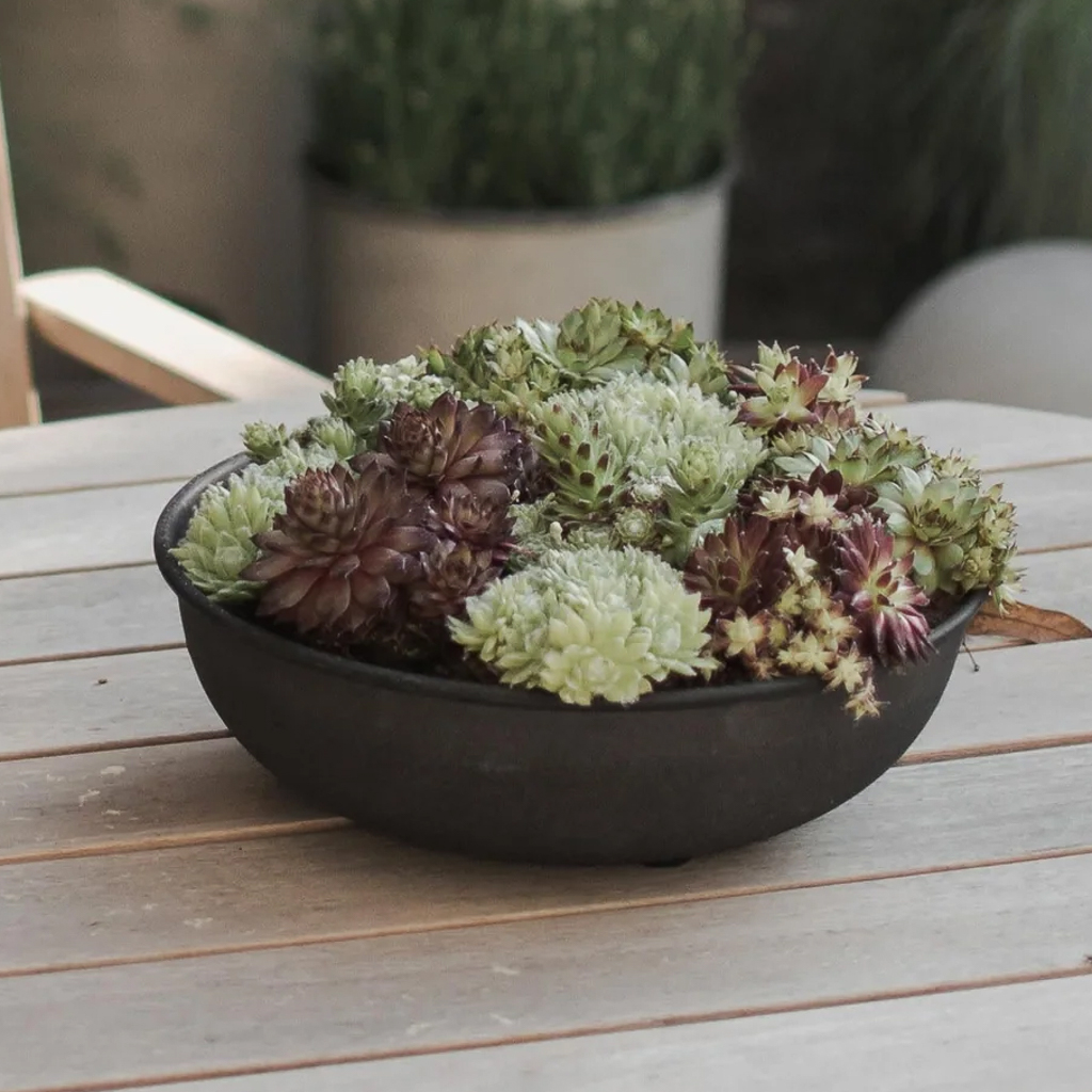 pot de fleurs soucoupe design