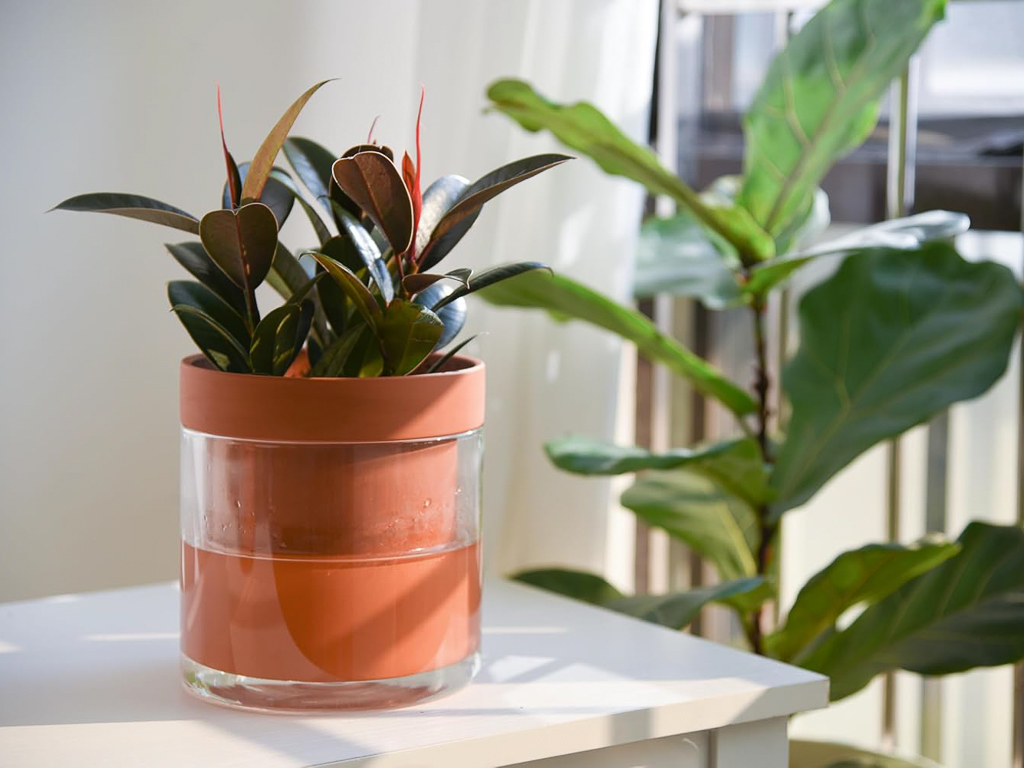 cadeau pour amoureux des plantes