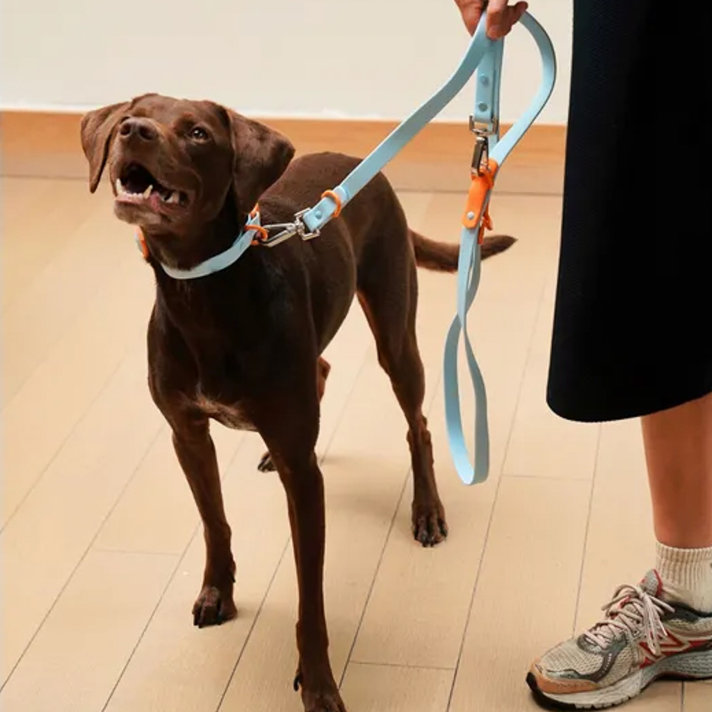 idée cadeau pour chien  laisse colorée