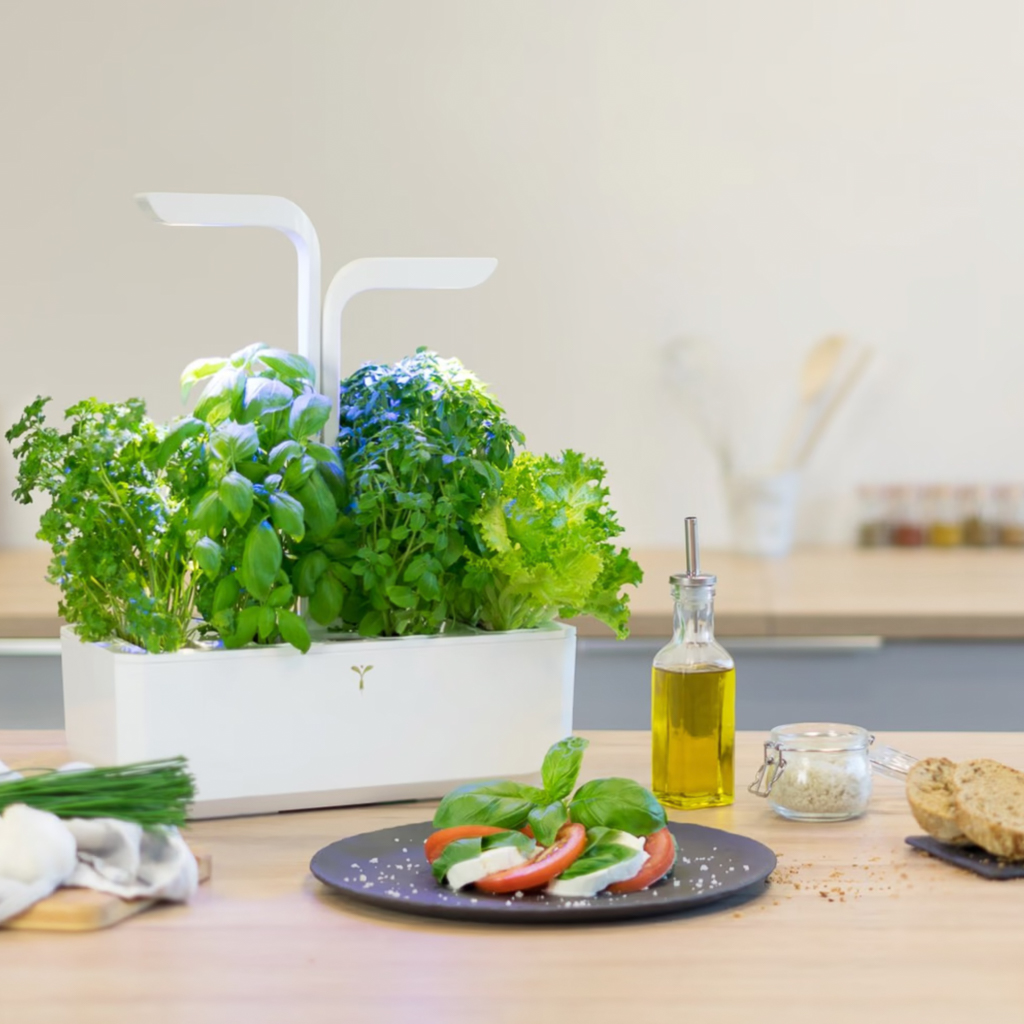 potager intérieur véritable