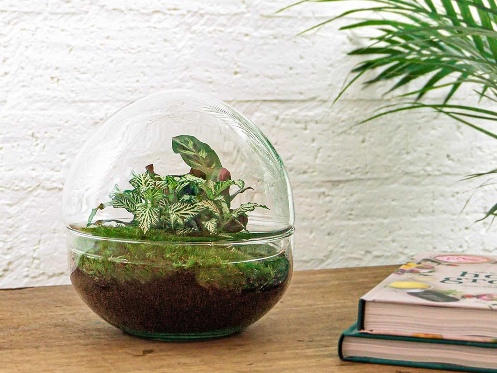 terrarium à composer