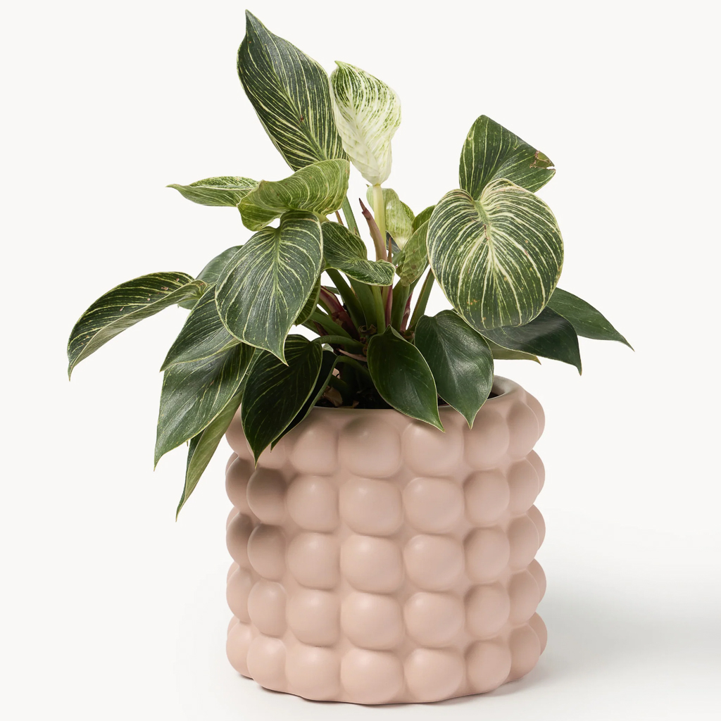 cache pot rose bubble