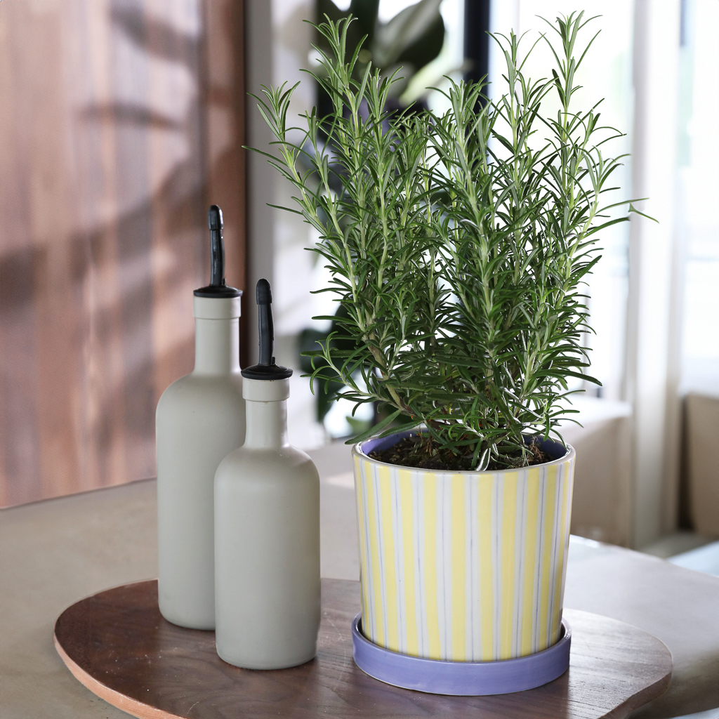 cache pot rayures couleur