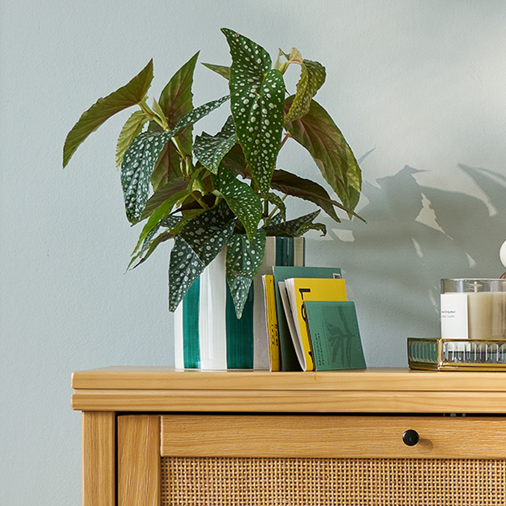 collection déco la redoute printemps été 2026